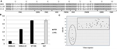 In Vitro Maturation of a Humanized Shark VNAR Domain to Improve Its Biophysical Properties to Facilitate Clinical Development